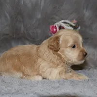 Angie 👨‍👨‍👦‍👦💞🐕Miniature, a female Havapoo for sale in Navarre, OH – Photo 8 of 10