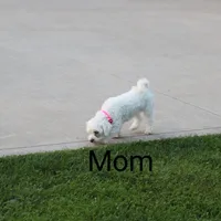 Angie 👨‍👨‍👦‍👦💞🐕Miniature, a female Havapoo for sale in Navarre, OH – Photo 9 of 10