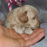 Angie 👨‍👨‍👦‍👦💞🐕Miniature, a female Havapoo for sale in Navarre, OH – Photo 5 of 10