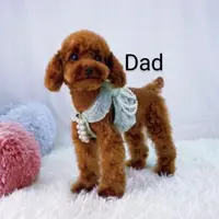 Angie 👨‍👨‍👦‍👦💞🐕Miniature, a female Havapoo for sale in Navarre, OH – Photo 10 of 10