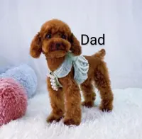 Angie 👨‍👨‍👦‍👦💞🐕Miniature, a female Havapoo for sale in Navarre, OH – Photo 10 of 10