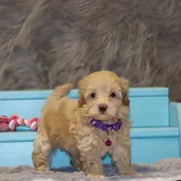 Angie 👨‍👨‍👦‍👦💞🐕Miniature, a female Havapoo for sale in Navarre, OH – Photo 4 of 10