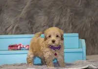 Angie 👨‍👨‍👦‍👦💞🐕Miniature, a female Havapoo for sale in Navarre, OH – Photo 4 of 10