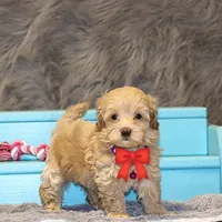 Angie 👨‍👨‍👦‍👦💞🐕Miniature, a female Havapoo for sale in Navarre, OH – Photo 2 of 10