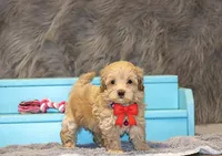 Angie 👨‍👨‍👦‍👦💞🐕Miniature, a female Havapoo for sale in Navarre, OH – Photo 2 of 10