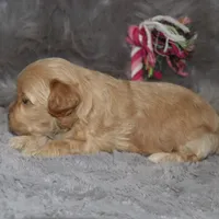 Angie 👨‍👨‍👦‍👦💞🐕Miniature, a female Havapoo for sale in Navarre, OH – Photo 6 of 10