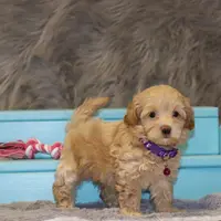 Angie 👨‍👨‍👦‍👦💞🐕Miniature, a female Havapoo for sale in Navarre, OH – Photo 3 of 10