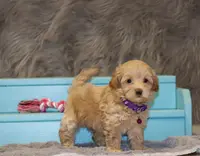 Angie 👨‍👨‍👦‍👦💞🐕Miniature, a female Havapoo for sale in Navarre, OH – Photo 3 of 10