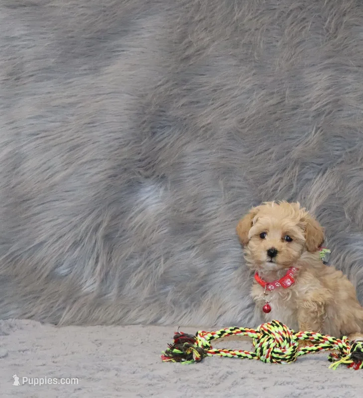 Peggy 🌷 Toy/Miniature – Havapoo puppy for sale in Navarre, OH