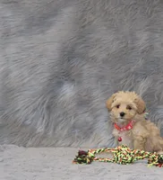 Peggy 🌷 Toy/Miniature, a female Havapoo for sale in Navarre, OH – 1 of 7