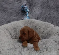 Mason 💙, a male Miniature Goldendoodle for sale in Navarre, OH – 2 of 6