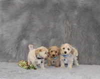 Parker 💙 👨‍👨‍👧‍👦💞🐕, a male Havapoo for sale in Navarre, OH – 6 of 10