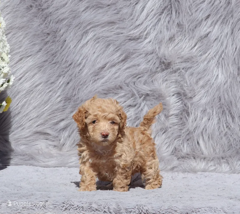 Zonda 🌷 – Havapoo puppy for sale in Navarre, OH