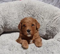 Mia 🌷💞, a female Miniature Goldendoodle for sale in Navarre, OH – 1 of 9