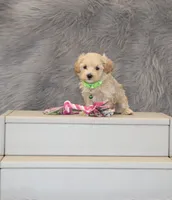 Pearl 🌷 Toy/Miniature, a female Havapoo for sale in Navarre, OH – 3 of 8
