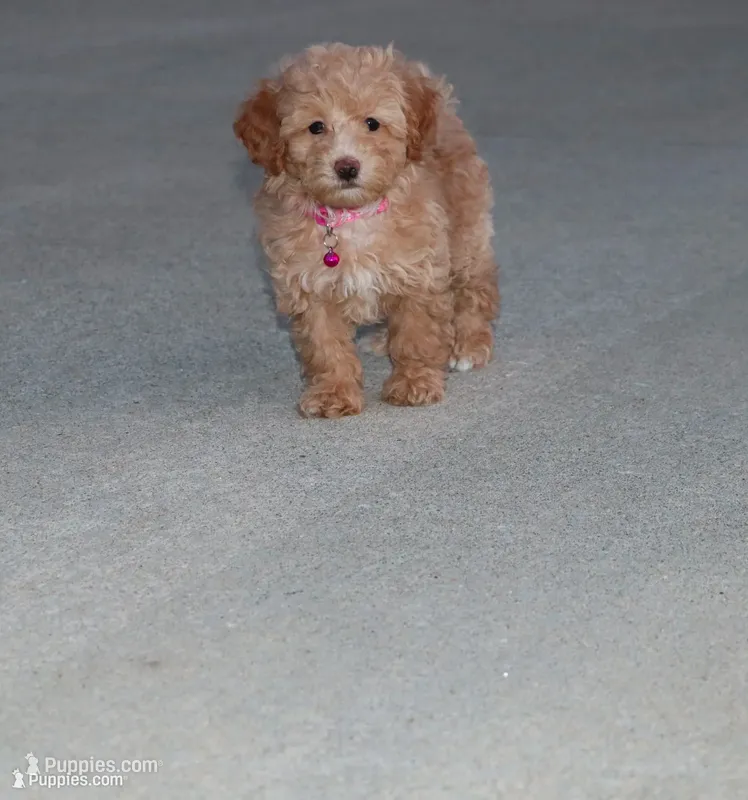 Zonda 🌷 – Havapoo puppy for sale in Navarre, OH