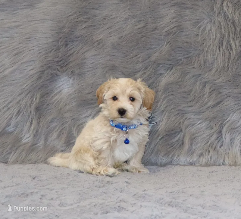Parker 💙 Miniature – Havapoo puppy for sale in Navarre, OH
