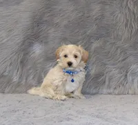 Parker 💙 Miniature, a male Havapoo for sale in Navarre, OH – 1 of 9