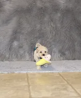 Pinto 💙 Toy/Miniature, a male Havapoo for sale in Navarre, OH – 7 of 10
