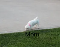 ZOEY 🌷 Toy Minature, a female Havanese and Poodle - Toy  for sale in Navarre, OH – 7 of 7