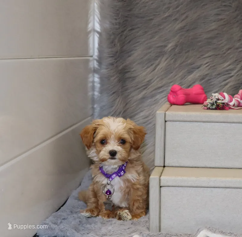 Julliet 🌷 Toy Size – Havapoo puppy for sale in Navarre, OH
