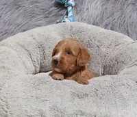 Manny 💙, a male Miniature Goldendoodle for sale in Navarre, OH – 8 of 9