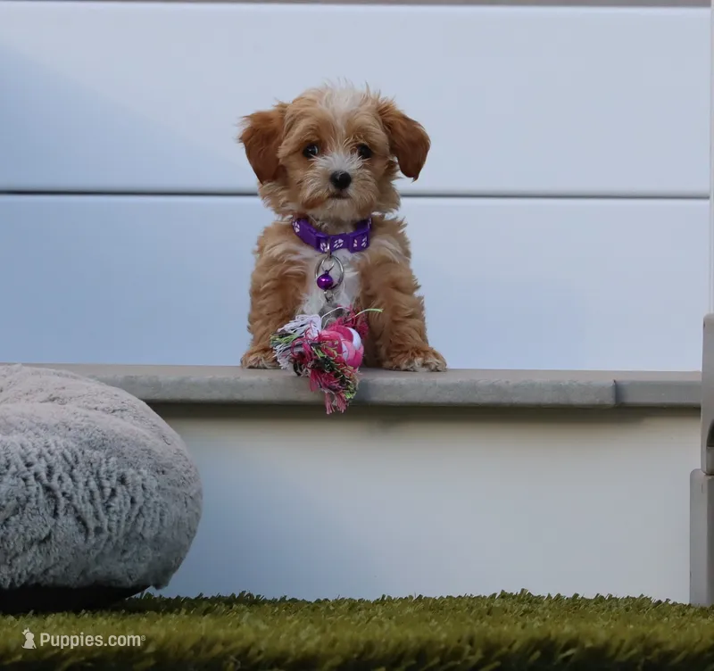 Pixie 🌷 Toy Size – Havapoo puppy on hold in Navarre, OH