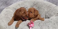 Melody 🌷, a female Miniature Goldendoodle for sale in Navarre, OH – 3 of 8