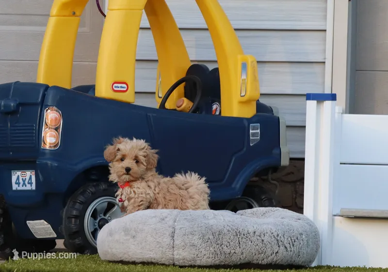 Peggy 🌷 Toy/Miniature – Havapoo puppy on hold in Navarre, OH