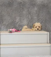 Peggy 🌷 Toy/Miniature, a female Havapoo for sale in Navarre, OH – 2 of 7