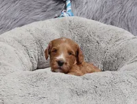 Manny 💙, a male Miniature Goldendoodle for sale in Navarre, OH – 6 of 9