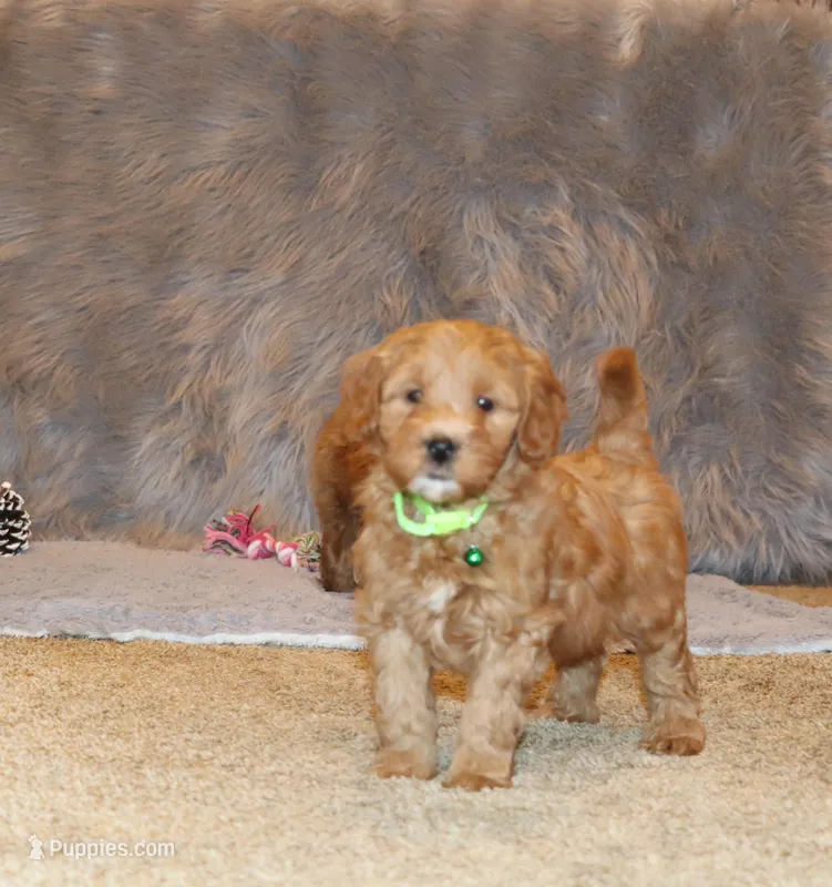 Whiskers 🌷GeneticClearParents