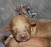 Zonda 🌷, a female Havapoo for sale in Navarre, OH – 1 of 7