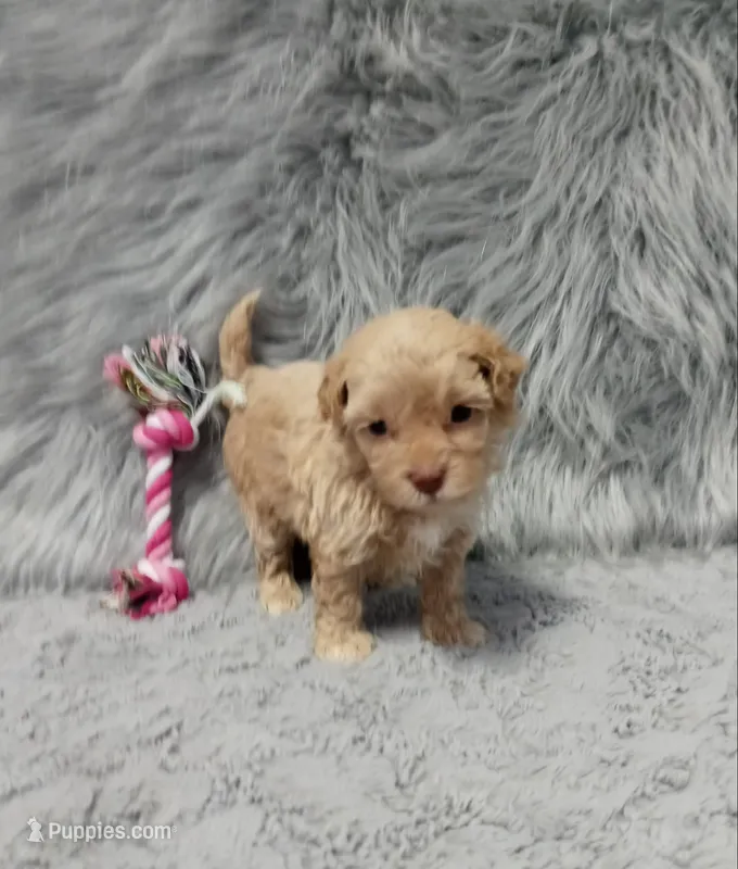 Zandra 🌷 – Havapoo puppy on hold in Navarre, OH