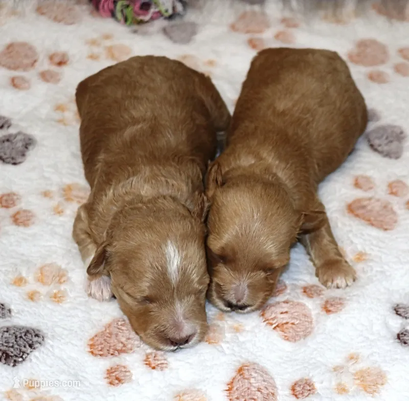 It's A Sister Thing – Havapoo puppy for sale in Navarre, OH