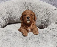 Mia 🌷💞, a female Miniature Goldendoodle for sale in Navarre, OH – 3 of 9