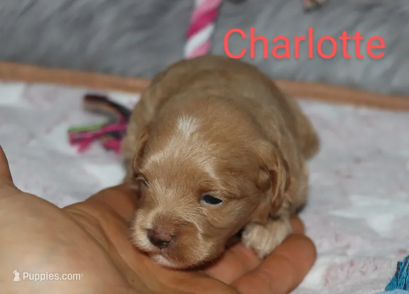 Charlotte 🌷 Toy/Minature – Havapoo puppy on hold in Navarre, OH