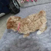 CURLY 🌷 Toy/Miniature, a female Havanese and Poodle - Toy  for sale in Navarre, OH – Photo 3 of 8