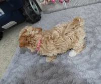 CURLY 🌷 Toy/Miniature, a female Havanese and Poodle - Toy  for sale in Navarre, OH – Photo 3 of 8