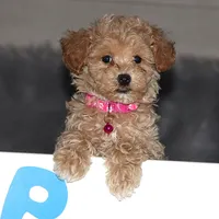 CURLY 🌷 Toy/Miniature, a female Havanese and Poodle - Toy  for sale in Navarre, OH – Photo 8 of 8