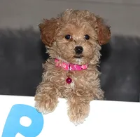 CURLY 🌷 Toy/Miniature, a female Havanese and Poodle - Toy  for sale in Navarre, OH – Photo 8 of 8