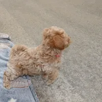 CURLY 🌷 Toy/Miniature, a female Havanese and Poodle - Toy  for sale in Navarre, OH – Photo 4 of 8