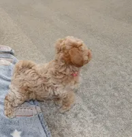CURLY 🌷 Toy/Miniature, a female Havanese and Poodle - Toy  for sale in Navarre, OH – Photo 4 of 8