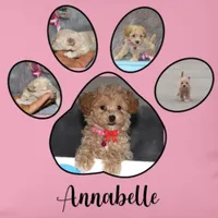 CURLY 🌷 Toy/Miniature, a female Havanese and Poodle - Toy  for sale in Navarre, OH – Photo 2 of 8