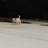 CURLY 🌷 Toy/Miniature, a female Havanese and Poodle - Toy  for sale in Navarre, OH – Photo 6 of 8