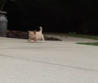 CURLY 🌷 Toy/Miniature, a female Havanese and Poodle - Toy  for sale in Navarre, OH – Photo 6 of 8