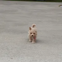 CURLY 🌷 Toy/Miniature, a female Havanese and Poodle - Toy  for sale in Navarre, OH – Photo 7 of 8