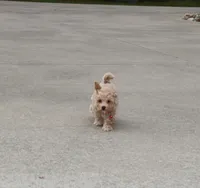 CURLY 🌷 Toy/Miniature, a female Havanese and Poodle - Toy  for sale in Navarre, OH – Photo 7 of 8