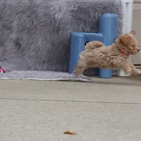CURLY 🌷 Toy/Miniature, a female Havanese and Poodle - Toy  for sale in Navarre, OH – Photo 5 of 8
