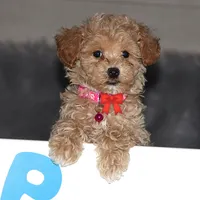 CURLY 🌷 Toy/Miniature, a female Havanese and Poodle - Toy  for sale in Navarre, OH – Photo 1 of 8